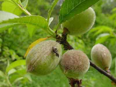 Plum curculio on peach