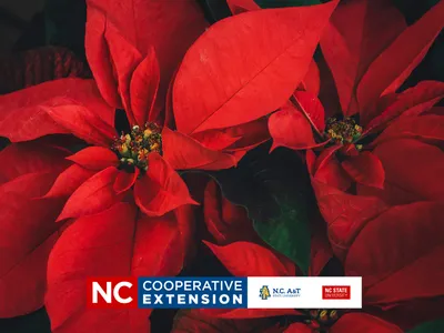 a group of red poinsettia flowers
