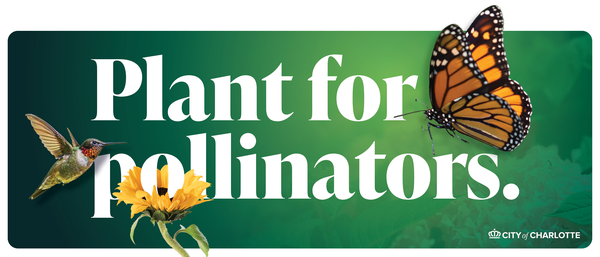 Text on green background that reads 'Plant for pollinators', with images of a butterfly, hummingbird, and yellow flower. City of charlotte logo in the bottom right corner