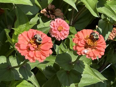 Pollinator Flower