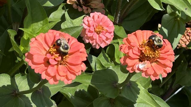 Pollinator Flower