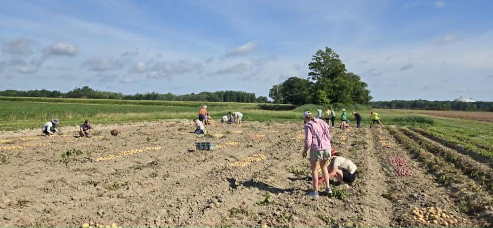 Volunteers in a field digging potatoes