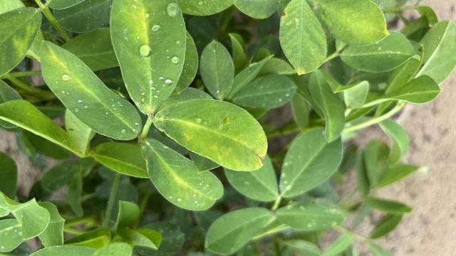 potato leafhopper burn