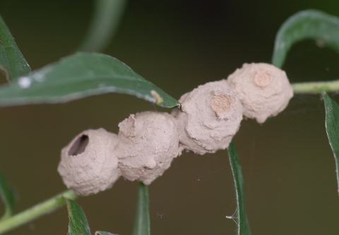 Potterwasp
