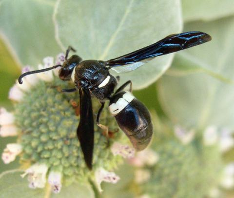 Potter wasp