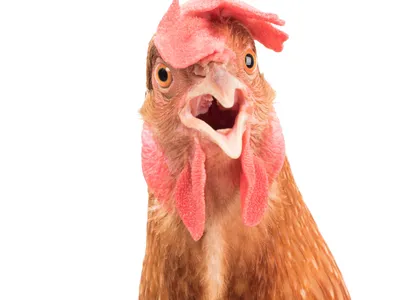 Chicken