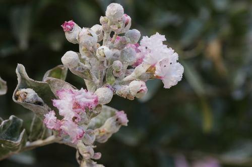 white fungus infecting a flower bud