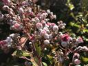 flower buds infected with fungus
