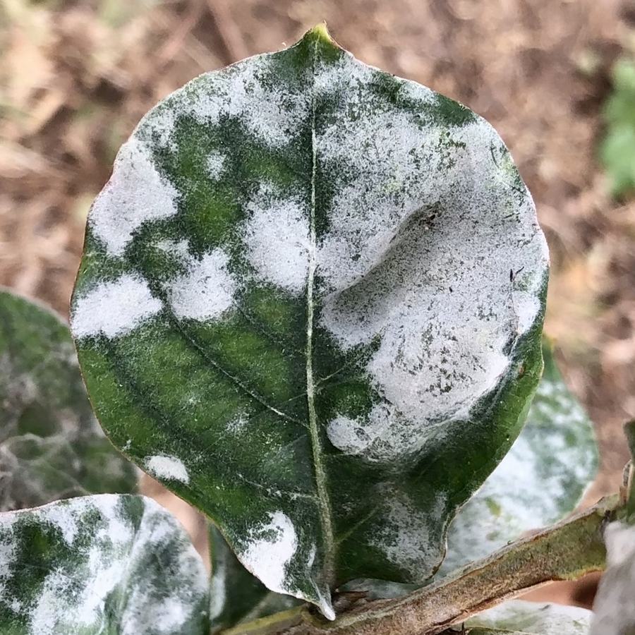 white fungus growing on a leaf
