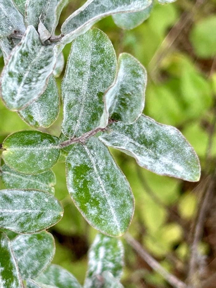 stem and leaves of plant with fungus infection