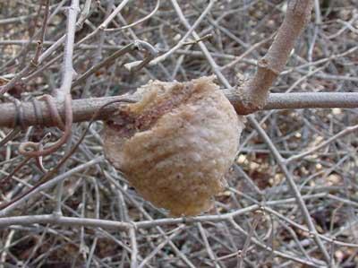 egg sac of Chinese mantid on grapevine
