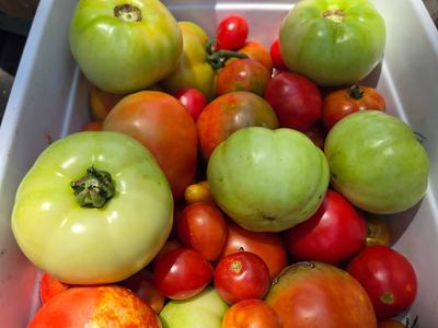 containers of tomatoes