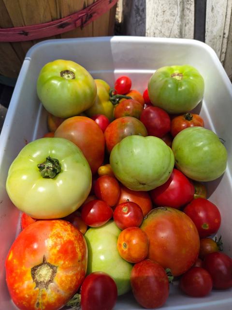 containers of tomatoes