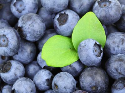 Pile of blueberries with green leaves