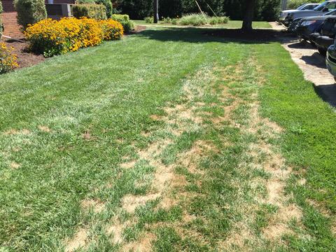 Irregular dead patches of tall fescue due to Pythium blight activity.