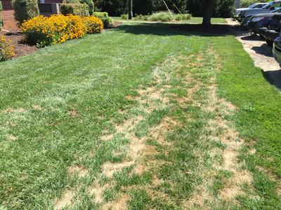 Irregular dead patches of tall fescue due to Pythium blight activity.