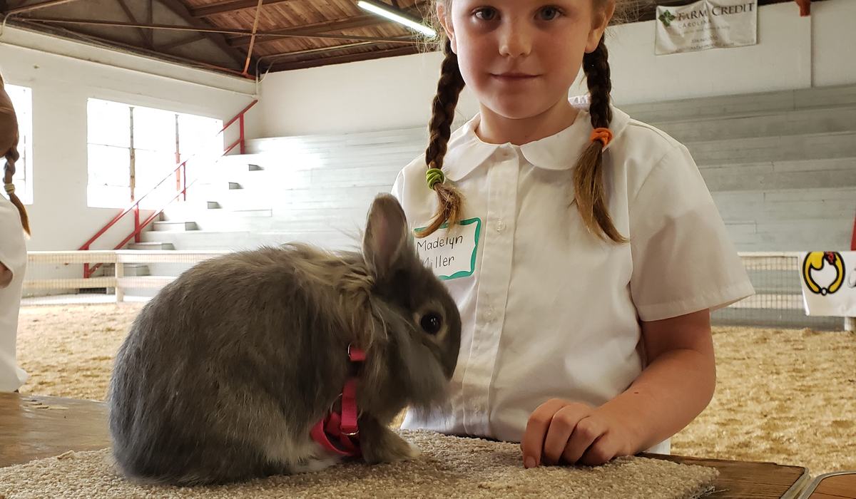 North Central 4-H Rabbit Show - Stokes County Center | N.C. Cooperative ...