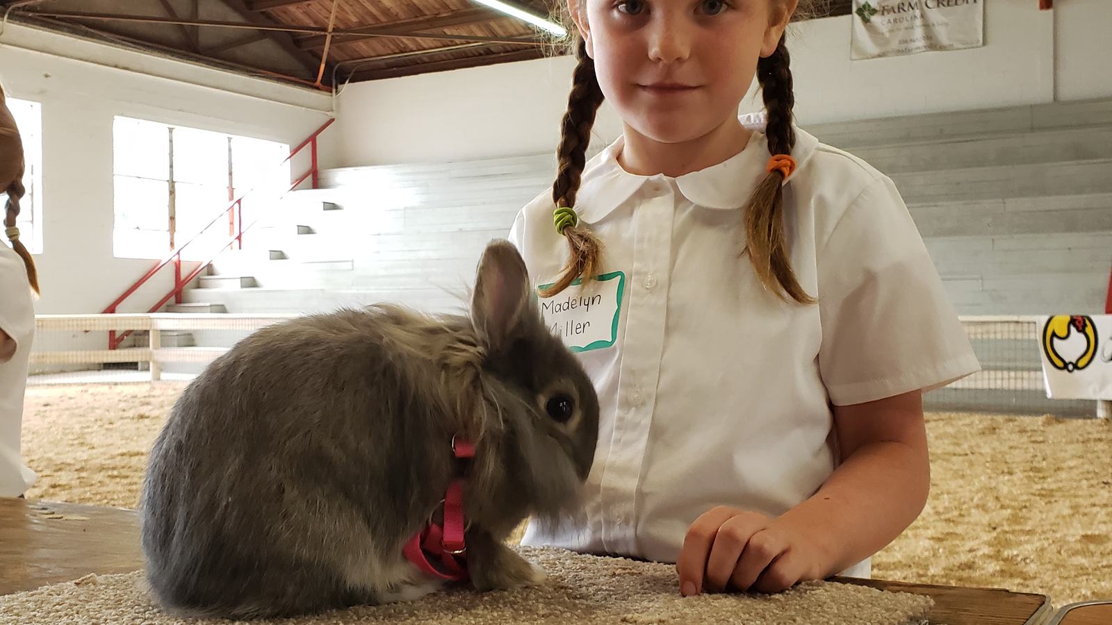 North Central 4-H Rabbit Show - Stokes County Center | N.C. Cooperative ...
