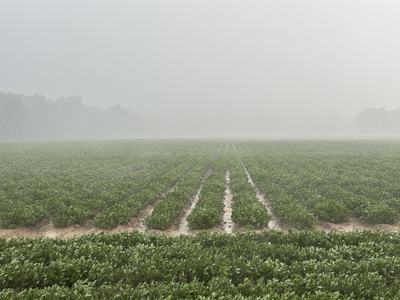 Rain near Tarboro