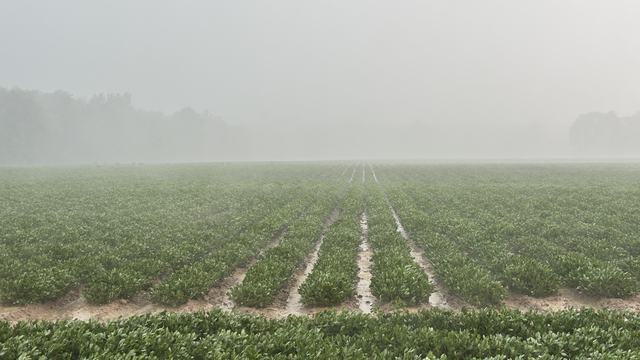 Rain near Tarboro