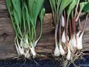 Celebrating Ramps!