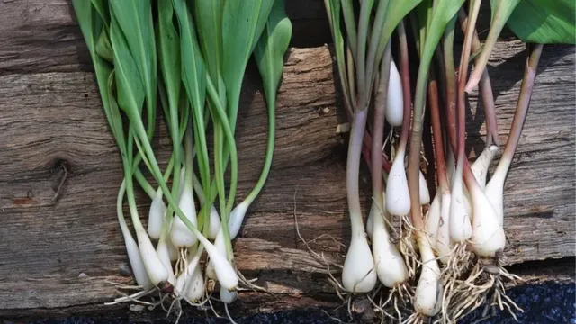 Celebrating Ramps!
