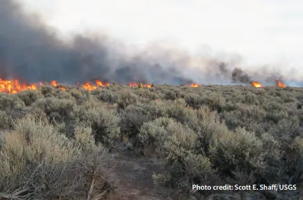 Rangeland burning. Low plants in an arid region on fire.