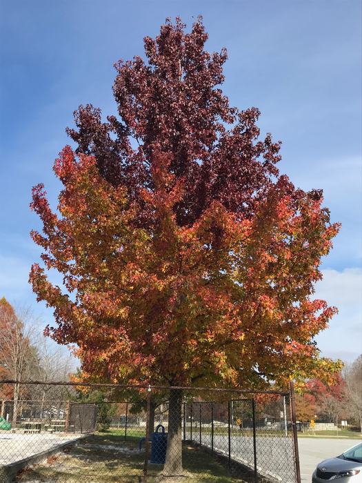 Red maple near parking lot.