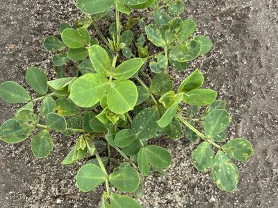 New growth after insecticide was applied to suppress thrips