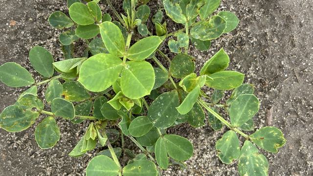 New growth after insecticide was applied to suppress thrips