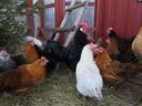 a group of different colored chickens all standing on the ground with a wood wall behind them