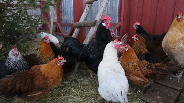 a group of different colored chickens all standing on the ground with a wood wall behind them