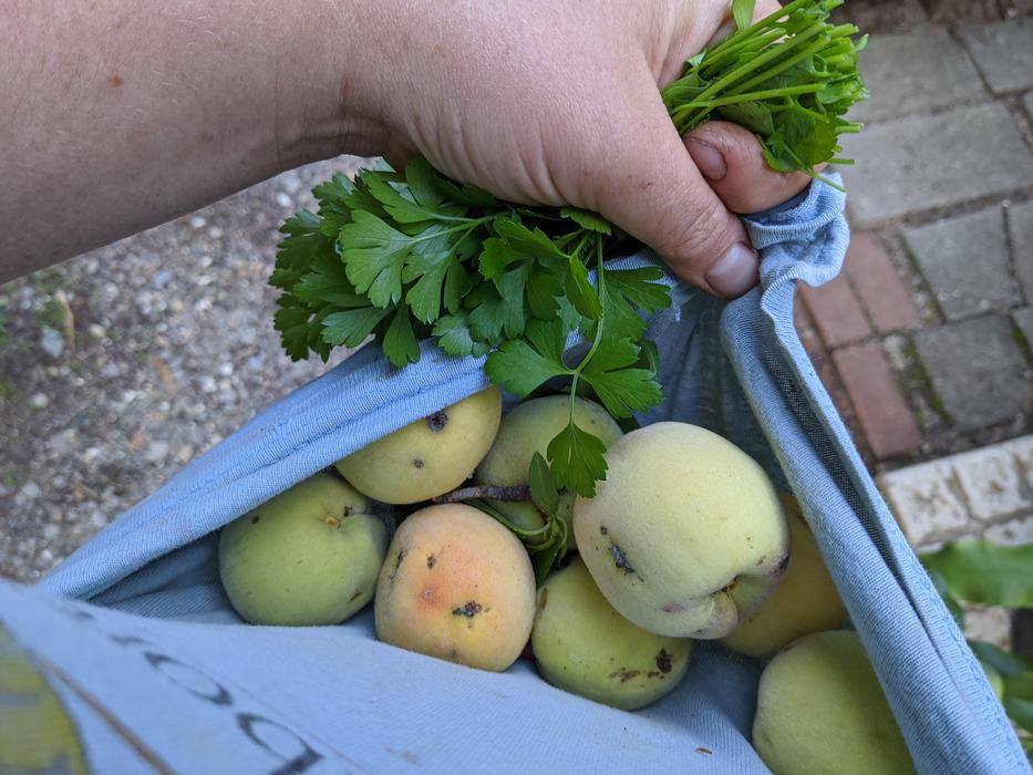 immature fruit held in a shirt like basket