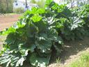 Picture of a Rhubarb plant