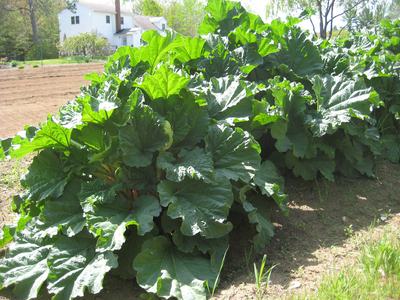 Picture of a Rhubarb plant