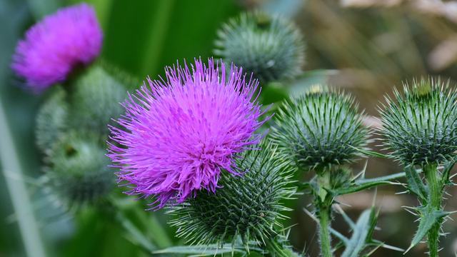 Green stems with thorns and purple flower at the top.