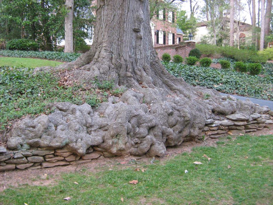 Mature oak in Atlanta subdivision