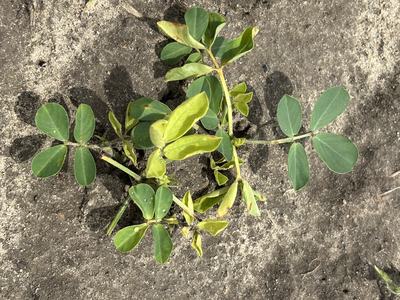 Peanuts injured after glyphosate was accidentally applied