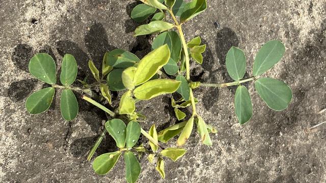Peanuts injured after glyphosate was accidentally applied