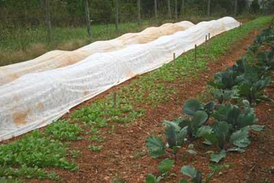 row covers