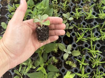 Hand holding rooted sage cutting with other cuttings in the background