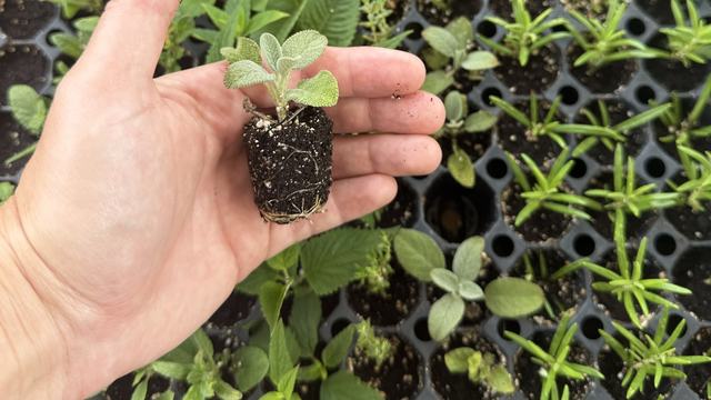 Hand holding rooted sage cutting with other cuttings in the background