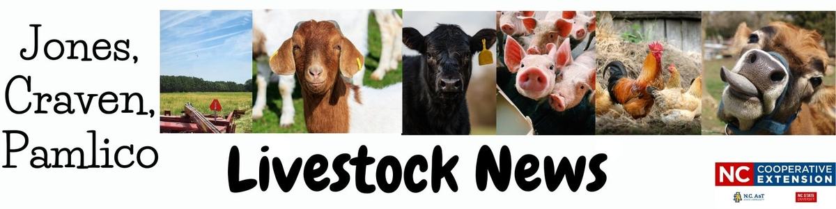 livestock animals