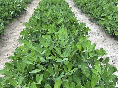 peanut field near Scotland Neck