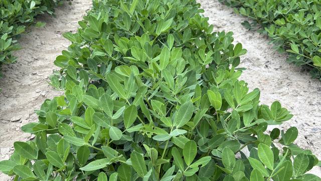 peanut field near Scotland Neck