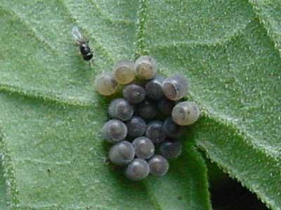 parasitized stink bug eggs with Scelionid wasp (parasitized eggs turn darker)