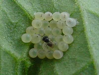 Scelionid wasp parasitizing stink bug eggs