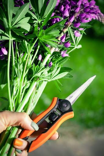 Secateurs and flowers held in a hand