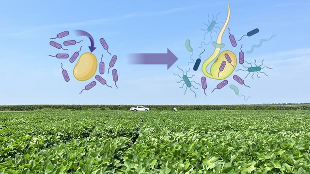 Illustration of microbial inoculants on a soybean seed superimposed on a photo of a soybean field.