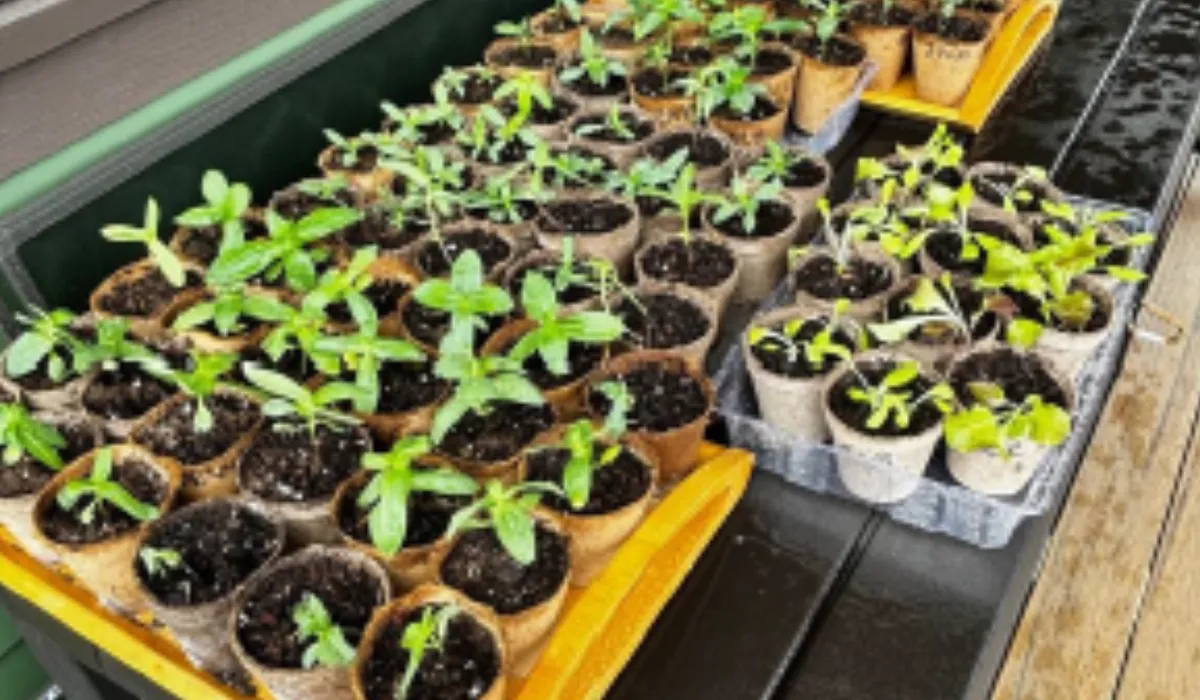 When to Plant Seeds as Spring Approaches - Transylvania County Center |  N.C. Cooperative Extension